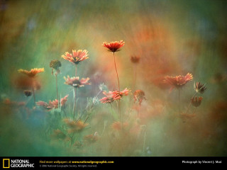 Colorful field of flowers green - a yellow border free wallpaper
