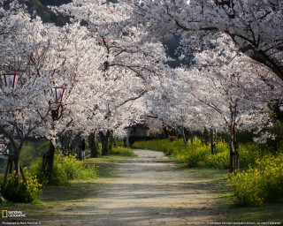 Dirt road trees white flowers - choi buk free wallpaper