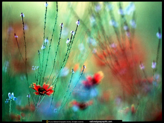 Field of flowers blurry background 4 - a field of flowers free wallpaper