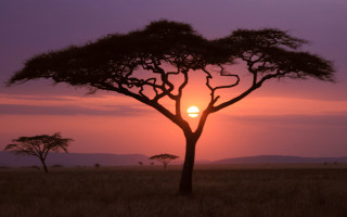 Sunset tree field background trees - a sunset free wallpaper