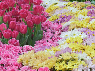 Flowers field circle together middle 2 - a circle together free wallpaper