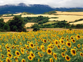 Sunflowers field mountains clouds sky - a field of sunflowers free wallpaper