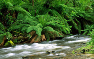 Stream lush forest trees ferns - a stream free wallpaper