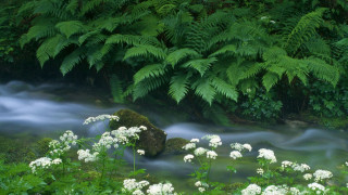 Stream lush forest white flowers - impressionist free wallpaper