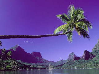 Palm tree water mountains boat - over a body of water free wallpaper