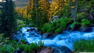 Forest stream water trees rocks - a stream of water free wallpaper