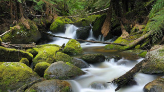 Lush green forest stream rocks 2 - the rock free wallpaper