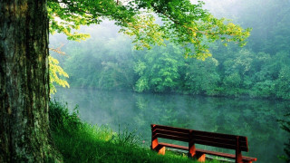 Bench tree river forest foggy 4 - foggy sky above free wallpaper