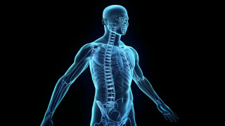 Skeleton highlighted blue black image - anatomical free wallpaper