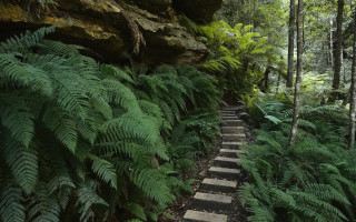 Forest path ferns rock formation - elizabeth durack free wallpaper