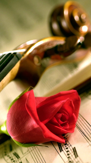 Rose music sheets scissors pliers - a rose free wallpaper