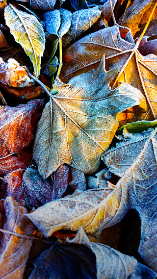 Leaves ground sunlight nature autumn - the ground together free wallpaper