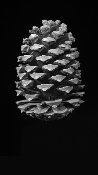 Pine cone black white background - incoherent free wallpaper