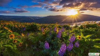 Field flowers sunset lake mountains - a field of flowers free wallpaper