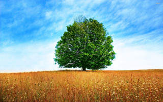 Large tree field grass blue - dennis ashbaugh free wallpaper for desktop