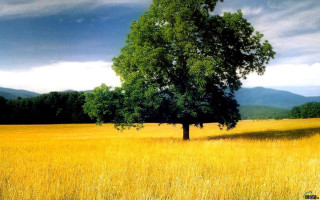 Lone tree yellow grass mountains - a lone tree in a field free wallpaper