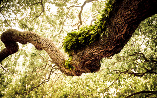 Tree large branch moss sky - adobe lightroom free wallpaper