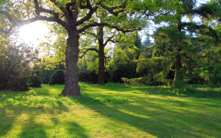 Tree grassy field sunlight through - the tree and grass free wallpaper