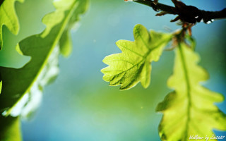 Branch leaves blue sky sunlight - sunlight free wallpaper
