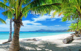 Beach palm tree blue sky 7 - the beach free wallpaper for desktop