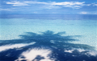 Palm tree shadow water beach - palm tree free wallpaper