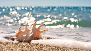 Shell beach ocean wave background - beach free wallpaper