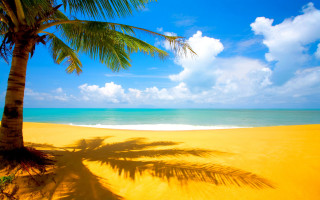 Palm tree shadow beach blue 15 - a shadow free wallpaper