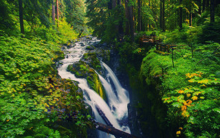 Waterfall forest bridge suspended trees - over the water free wallpaper