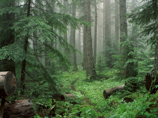 Forest path ferns fog lightrays - free forest wallpaper