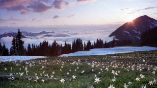 Field flowers mountains sunset clouds - a field of flowers free wallpaper
