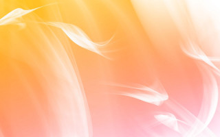 Colorful background white flower yellow - a yellow flower free wallpaper