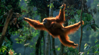 Young orangutan hanging eating leaves - young free wallpaper
