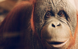 Close up monkey big smile - alex petruk ape free wallpaper