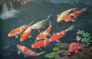 Fish lily pads waterfall chen - oil painting free wallpaper