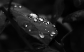 Black white leaf water droplets 2 - water droplet free wallpaper