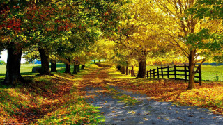 Dirt road trees fall leaves - asher brown durand free wallpaper