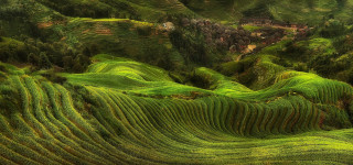 Green landscape house distance trees - a green landscape free wallpaper