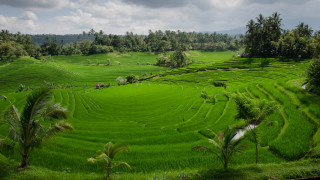Lush green field trees house - cloudy free wallpaper