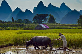 Mountain field waterbuffalo ecological art - dai xi free wallpaper