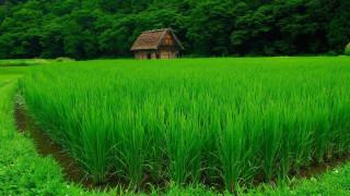 Green field house trees background - a stream free wallpaper