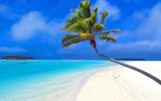 Palm tree beach blue sky 33 - a blue sky and water free wallpaper