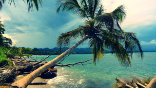 Palm tree leaning water boat - a boat in the background free wallpaper