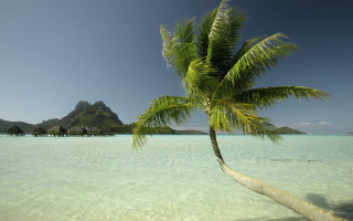 Palm tree water beach pier - the water near a beach free wallpaper