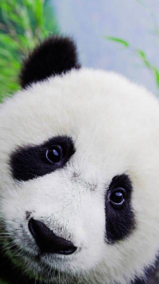 Panda bear sitting grass sad - a sad look free wallpaper