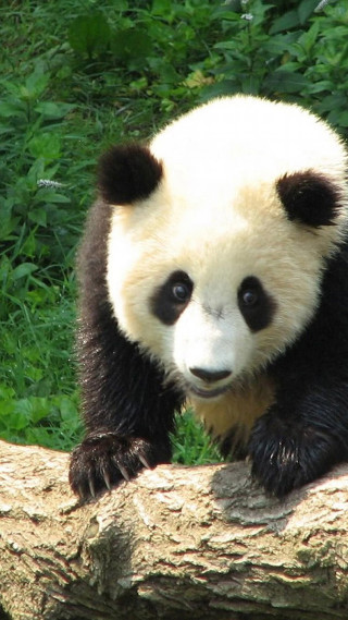 Panda bear tree branch forest 3 - free animals wallpaper