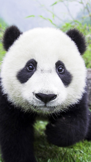 Panda sad sitting grass field - a portrait free wallpaper