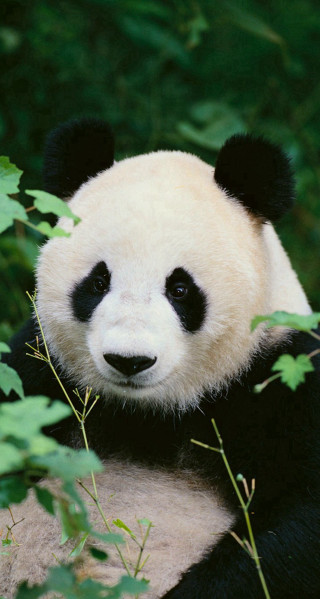 Panda bear sitting on branch - a portrait free wallpaper