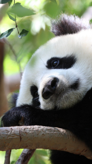 Panda bear sitting tree branch - a portrait free wallpaper
