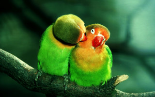 Colorful birds sitting branch heads - each others eye free wallpaper