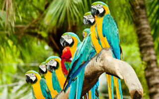 Colorful parrots tree branch palm - area free wallpaper